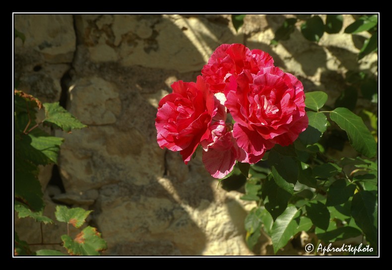 010 Fleurs